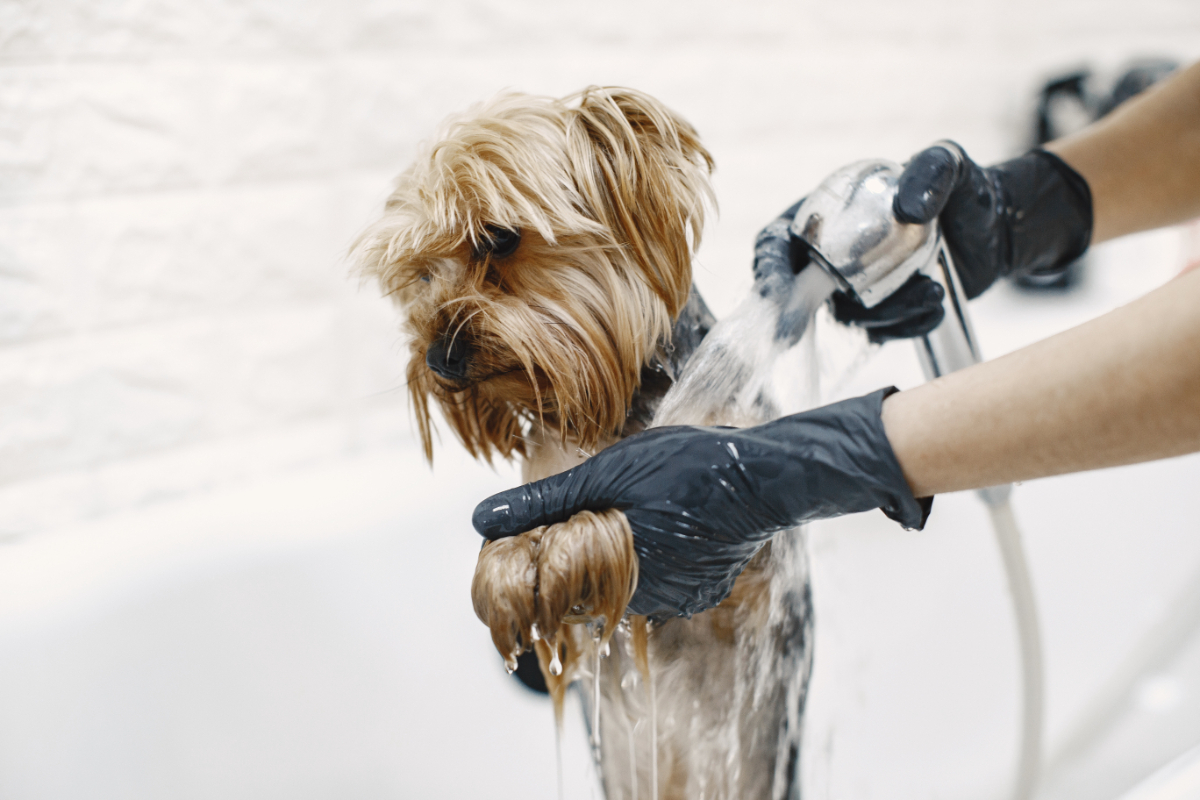 Common Services That Dog Groomers Offer