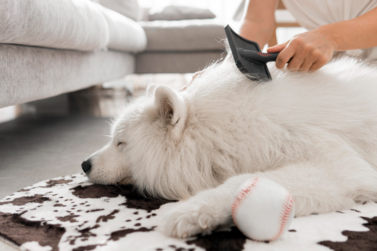 Common Services That Dog Groomers Offer | Dog Grooming Service Blackpool