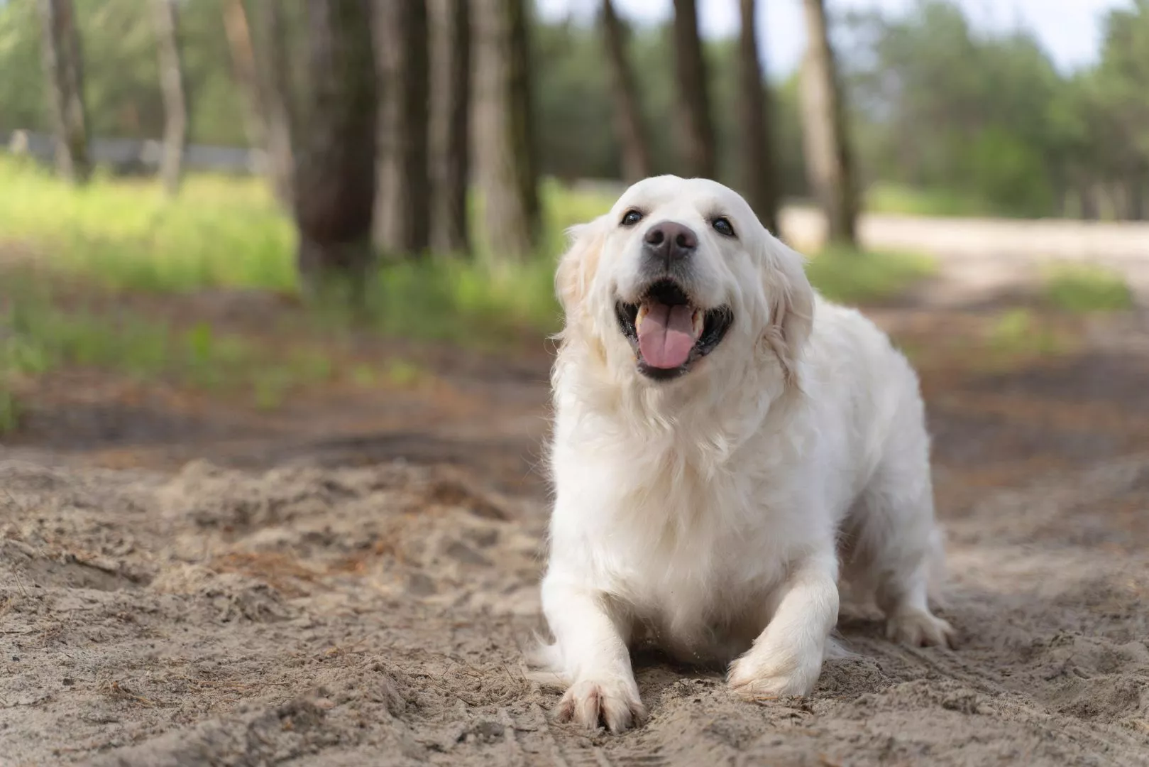 Helps To Cure Separation Anxiety | Dog Kennels Blackpool