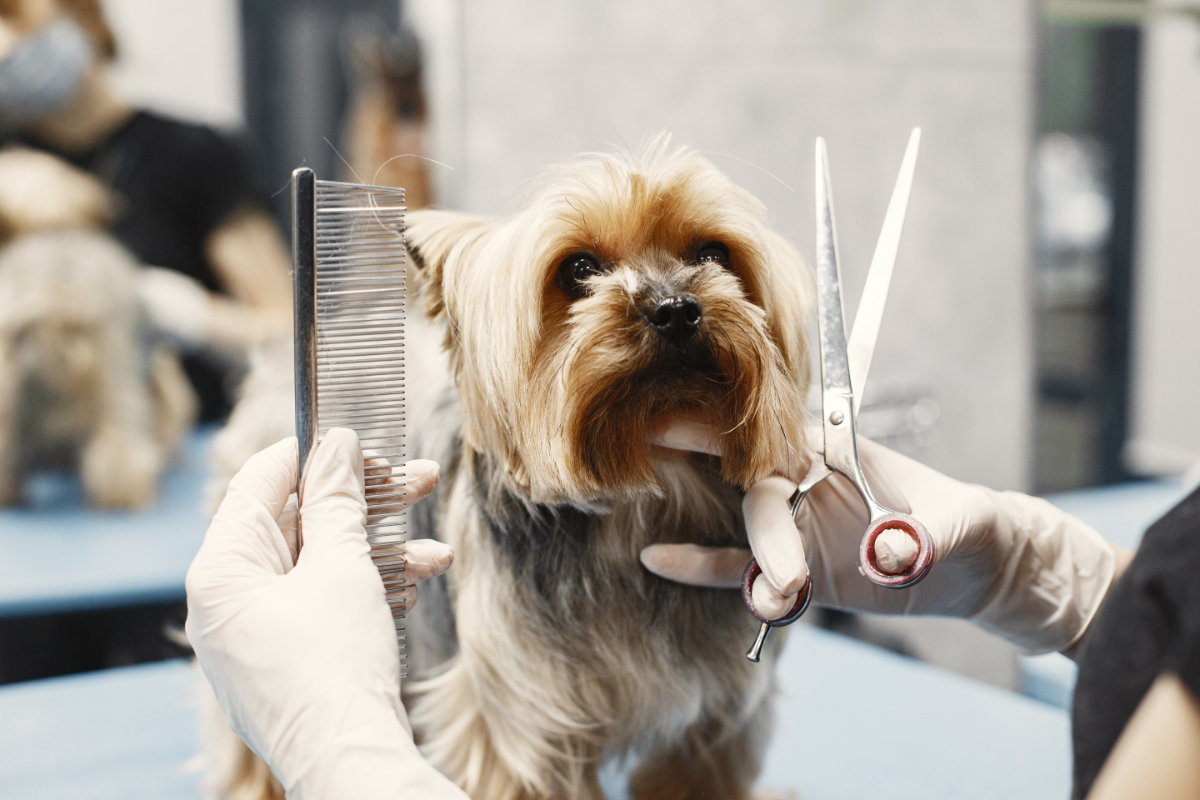Hair Cutting & Styling - Common Services That Dog Groomers Offer