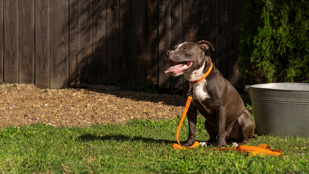 Regular Exercise - Benefits of Keeping your Dog in a Kennel