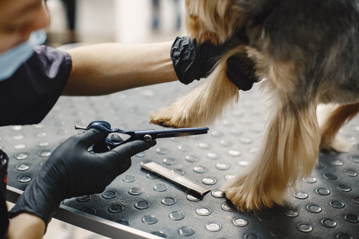 Dog Nail Trimming