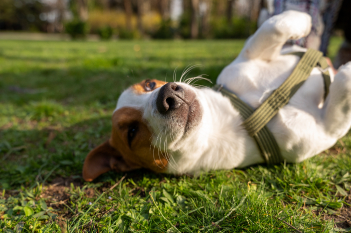 Daily Exercise - Keeping dogs happy when staying in a kennel