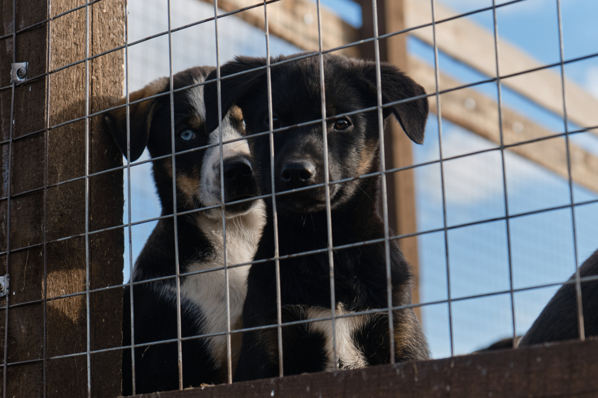 Well-established Boarding Kennels