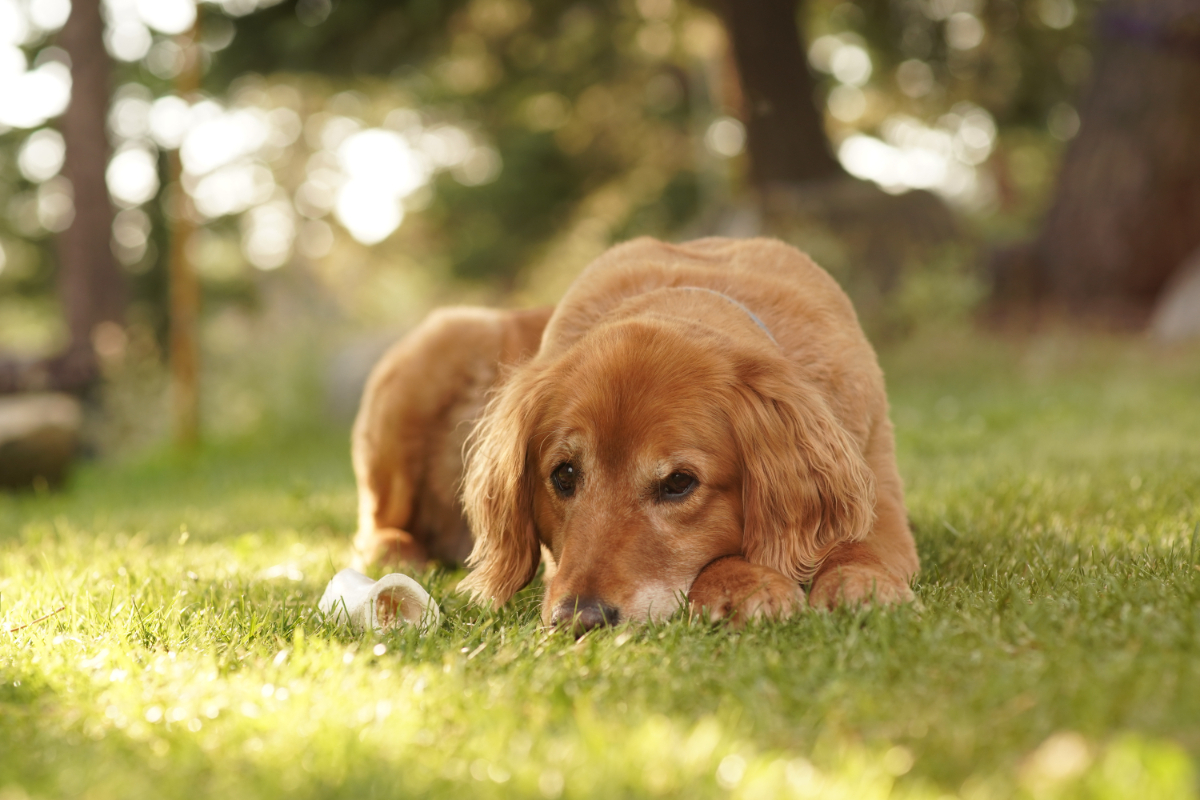 Dog Kennels In Blackpool, Fylde, Lancashire