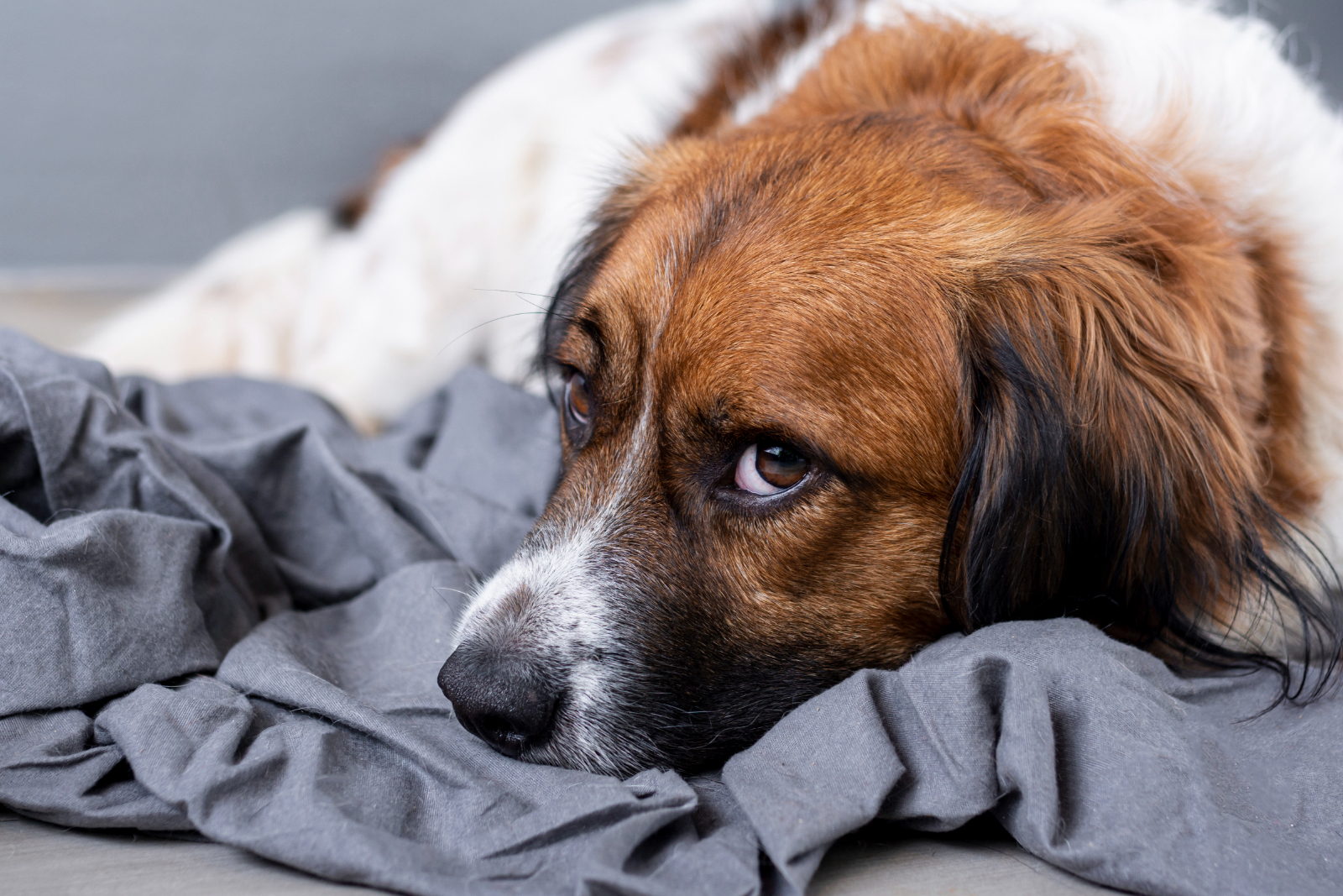 The Benefits Of Kennel Services For Shy Dogs