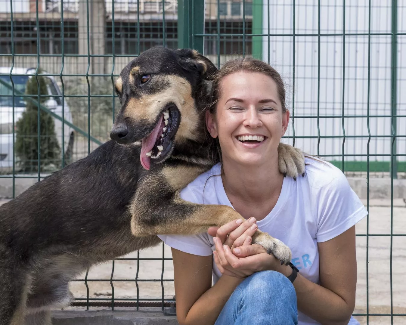 The Benefits Of Kennel Services For Shy Dogs | Dog Kennels Blackpool