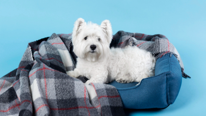 Ways that dogs are kept happy when staying in kennels